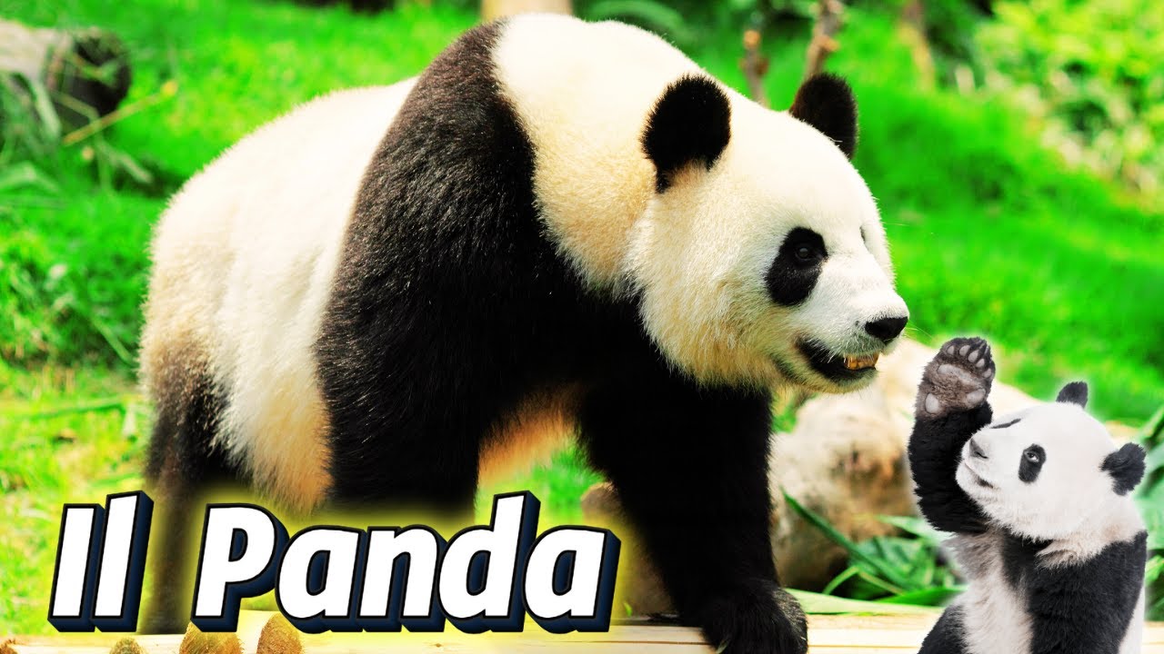 ANIMALI DELLO ZOO: PANDA GIGANTE  - Caratteristiche e Curiosità