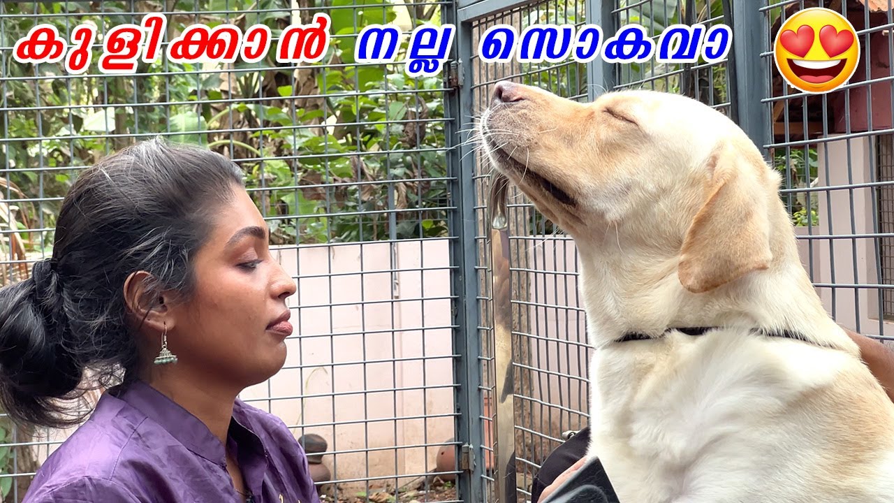 കുളിക്കാൻ നല്ല സൊകവാ 😋 laze media  dog pack mass bathing and grooming 😋