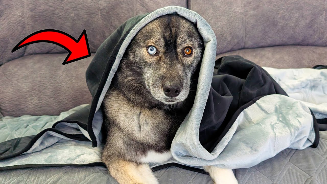 Waterproof & Washable Blanket?  We Put It to the Test!