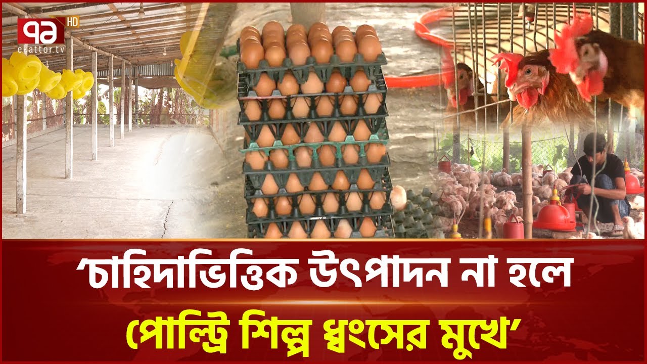 ন্যায্য উৎপাদন ব্যয়ের অভাবে ক্ষতির মুখে পোল্ট্রি খামারিরা | Poultry | Ekattor TV