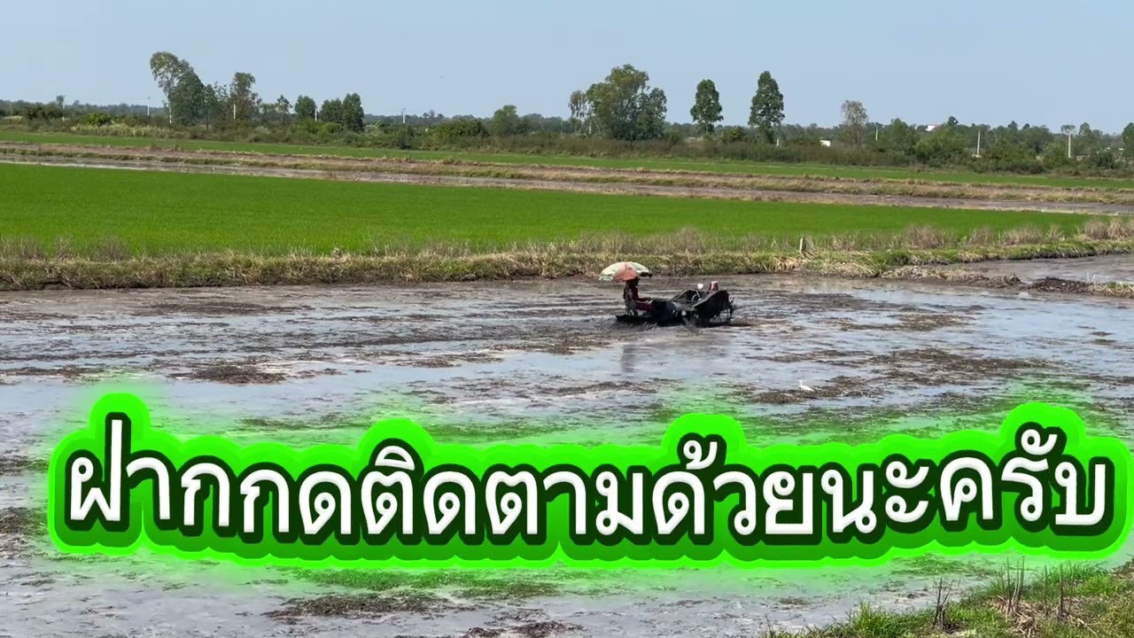 ep119 #ถึงฤดูทำนาปรัง #มารีวิวการใช้รถตีหญ้าตีดินให้เรียบก่อนทำการว่านข้าว
