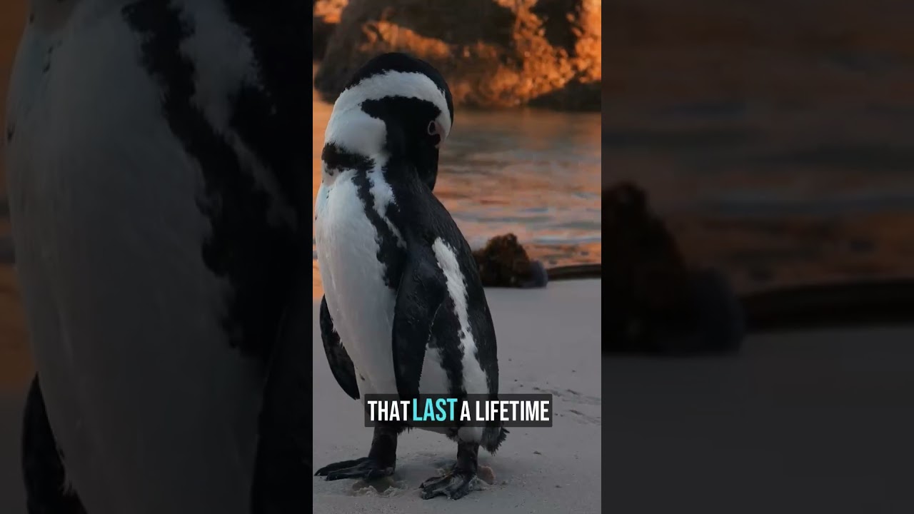 Unvail the Harmony of Africal 😲 #BucketList2025