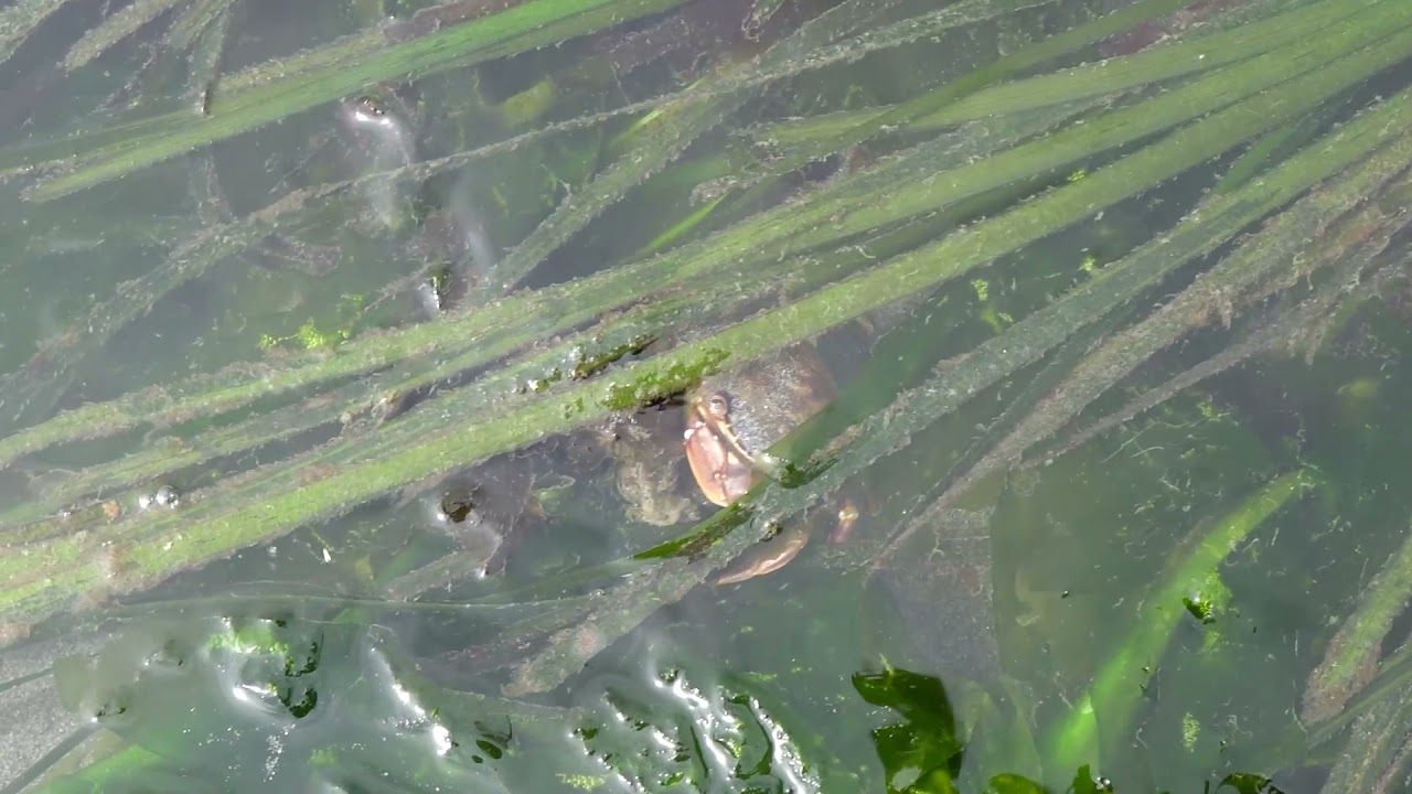 Learn About Eelgrass with Seattle Aquarium Beach Naturalists