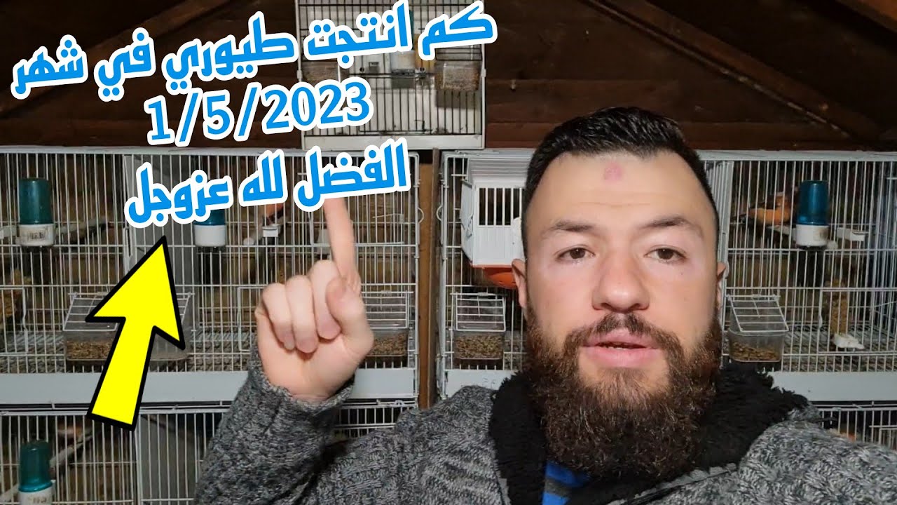 جولة في غرفة طيوري وتفقد الاعشاش وكم فرخ انتجت طيوري بدليل وبصورة والصورة في هذا الوقت وبعض المشاكل
