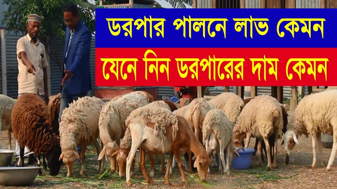 আবদ্ধ অবস্থায় ডরপার পালনে বছরে কতটা লাভ । ডরপার পালন সঠিক পদ্ধতি । Dorpar Farming - পর্ব-১৭৫