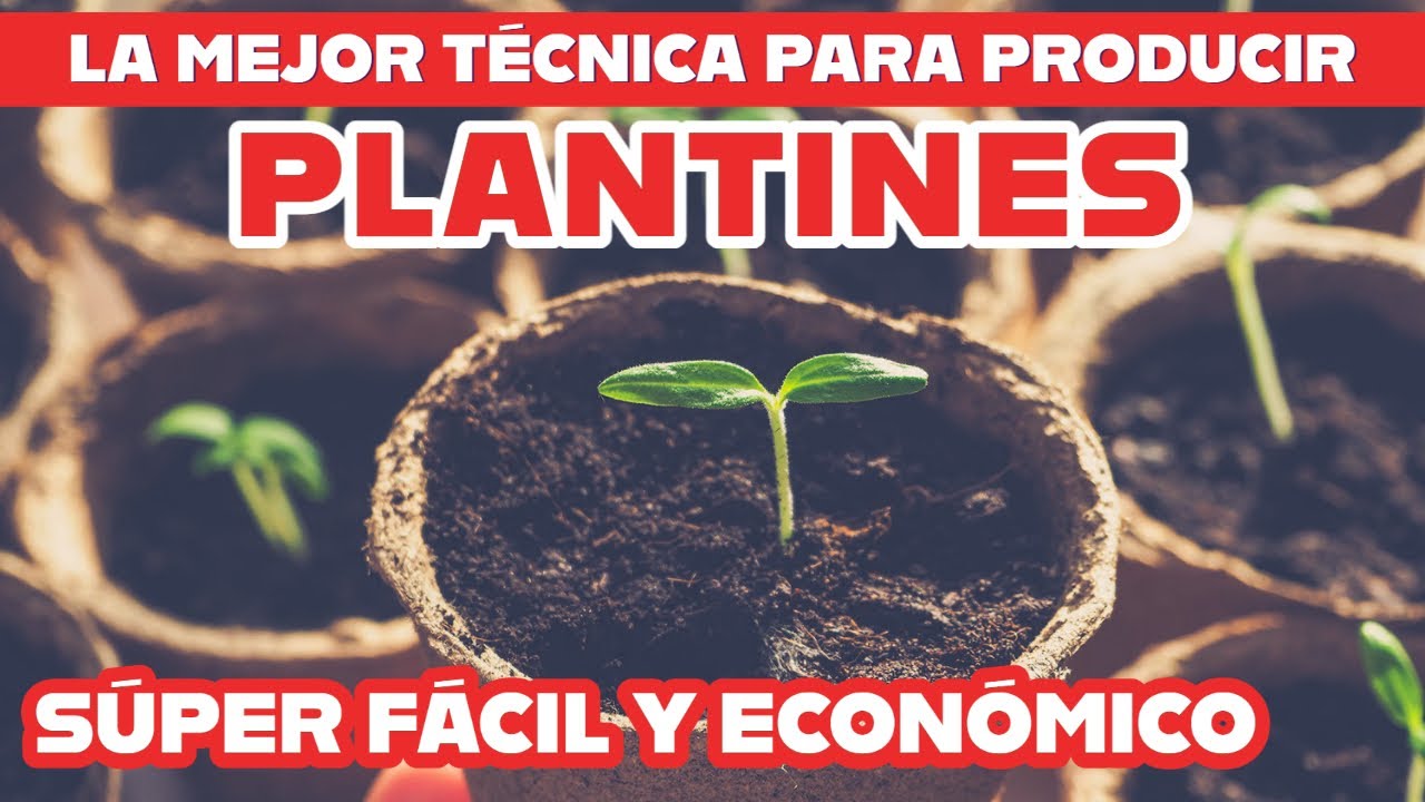 Todos mis secretos para producir plantines perfectos en casa.