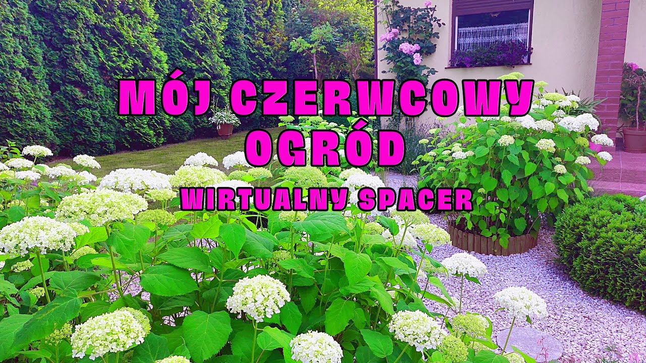 Mój letni ogród w czerwcu | Zapraszam na spacer
