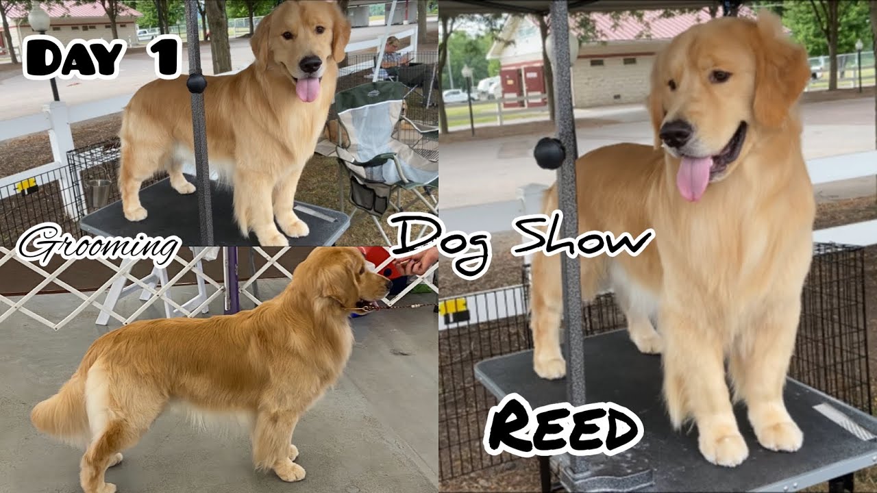 Dog Show | Day 1 | Golden Retrievers | Graham Reed