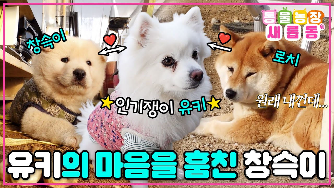 [#새롭동물농장] 환승연애 강아지판💔 로치야 미안해.. X의 눈물은 뒤로한 채 창슥이에게 직진하는 유키/ EP.1257 #TV동물농장 #AnimalFarm #SBSstory