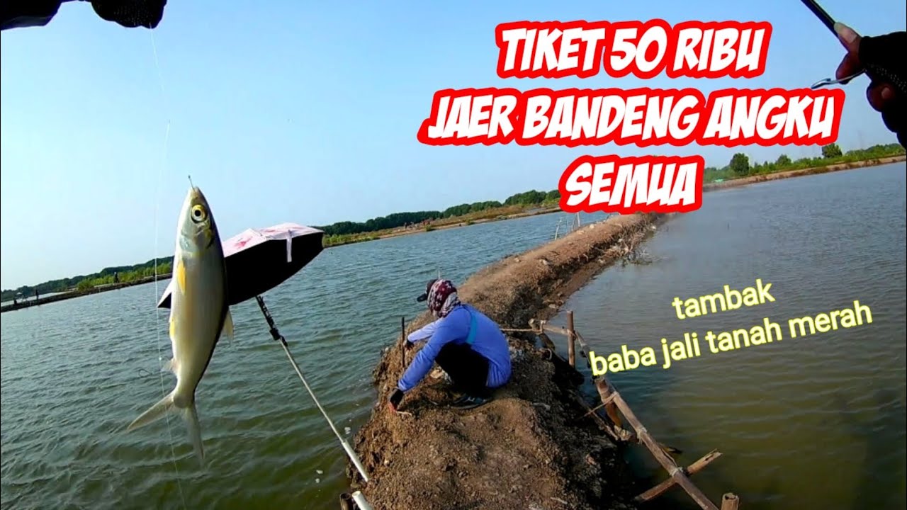Mancing Bandeng di Tambak Baba Jali Tanah Merah Terbaru Tiket 50 Ribu Jaer Bandeng Angkut Semua