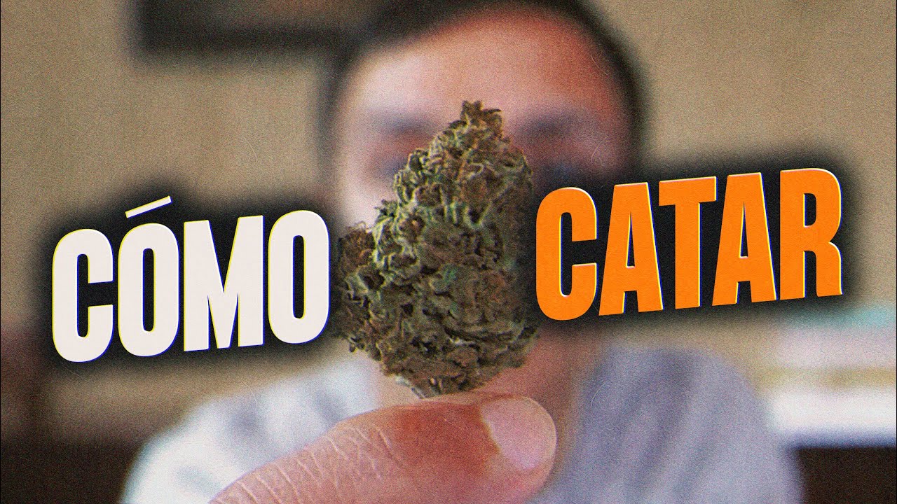 C&oacute;mo catar Marihuana