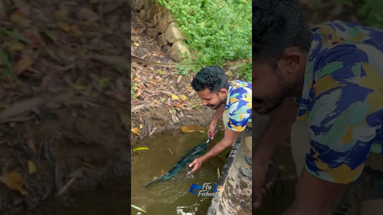 നീല  മീൻ കിട്ടിയത്  കണ്ടോ. ഫുൾ വീഡിയോ ചാനലിൽ. ഉണ്ട് #fly fishing blue snakehead fish #blue vaha