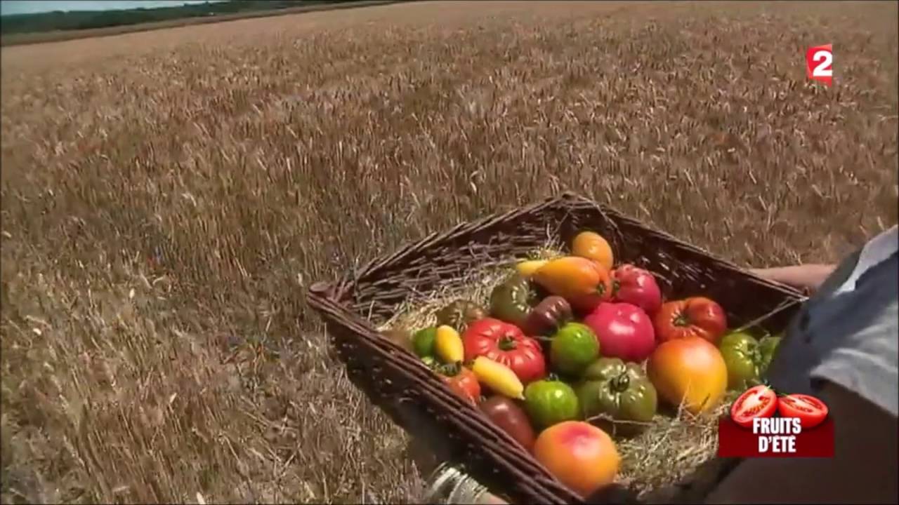 Culture de variétés anciennes de tomates - JT France 2