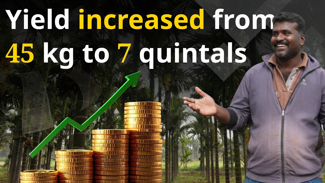 Integrated Arecanut Farming: 900 Trees:40KG ➜ 7 Quintals!|Explosive Change in a 5-Year Arecanut Farm