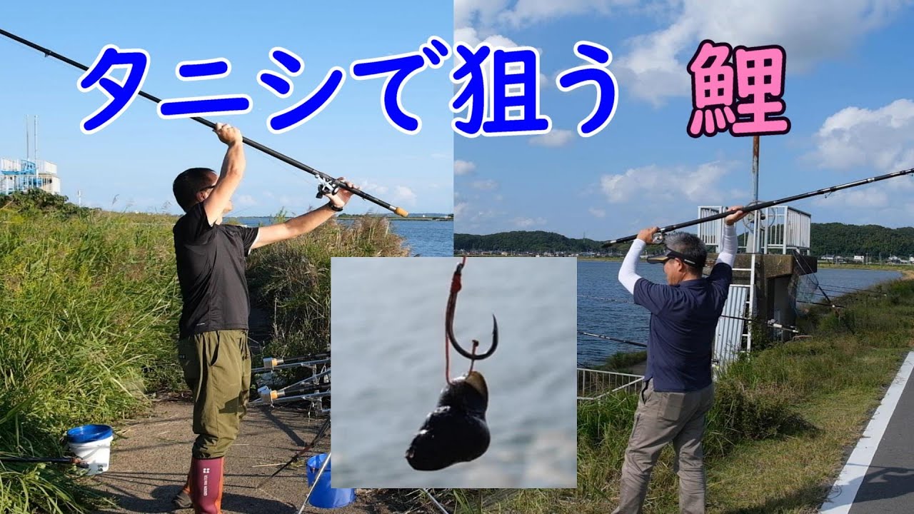 タニシで狙う鯉釣り