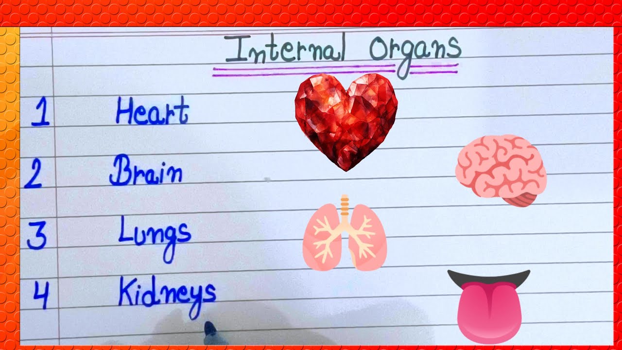 Internal Organs | 10 Internal Organs |  Internal Organs | Internal Organs name