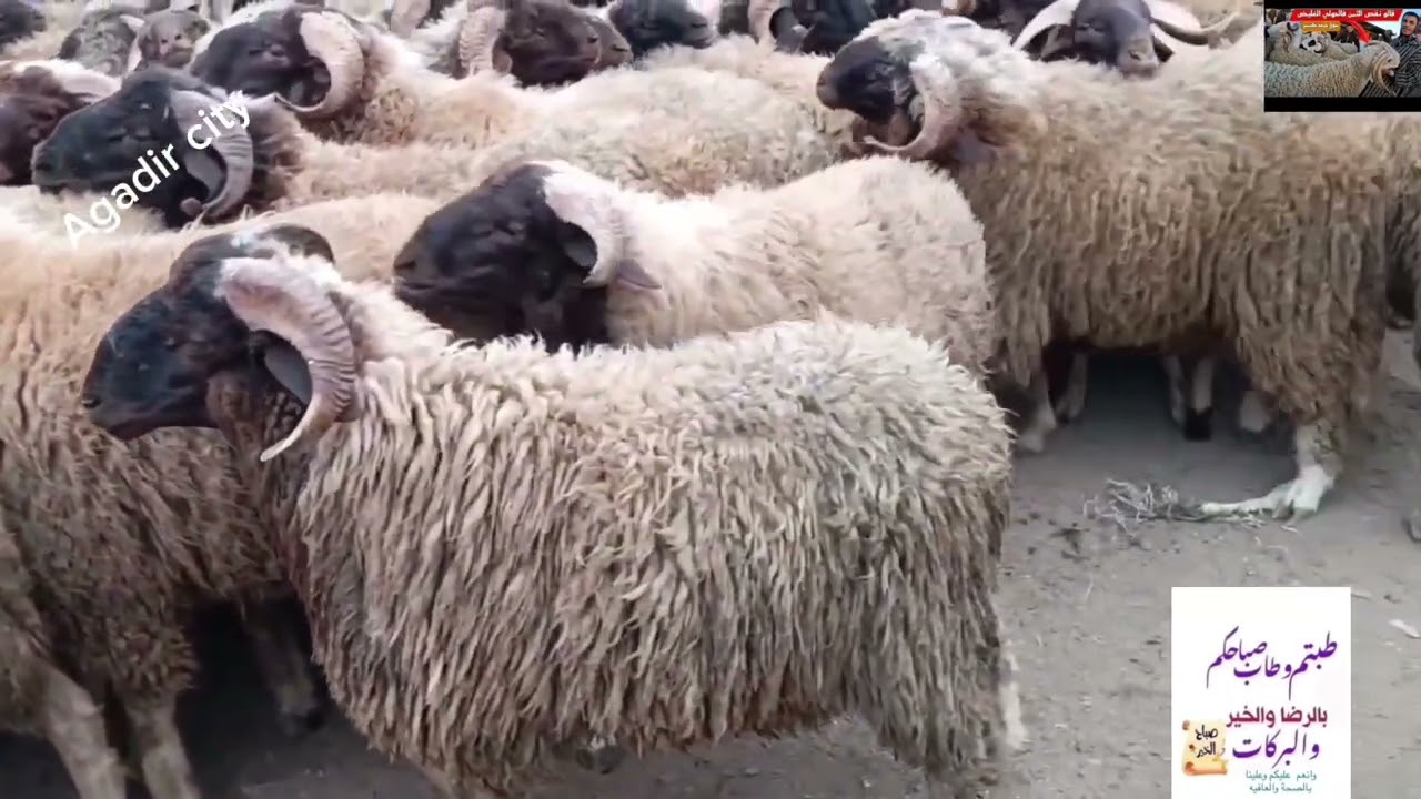 مع اقتراب عيد الاضحى هذه اثمنة الخروف.As Eid al-Adha approaches, this is the price of a sheep