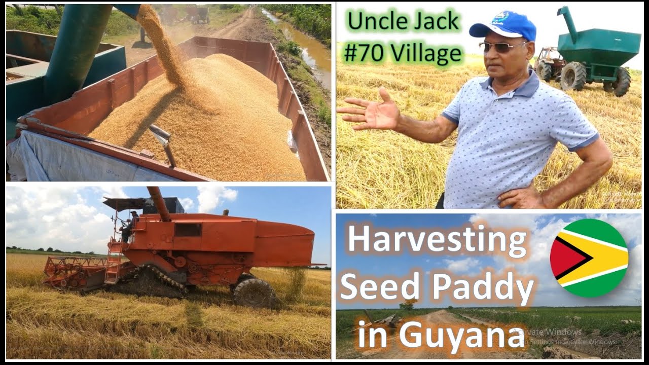 Harvesting Seed Paddy in Guyana 🇬🇾 || Uncle Jack's Rice Farm || No. 70 Village Back dam