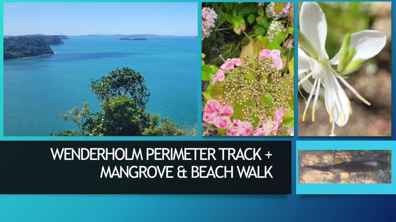 Wenderholm Perimeter Track + Mangrove & beach walk (Auckland)