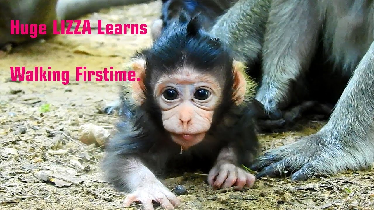 Wow, NEWBORN LIZZA is 4 days old, learns walking first time/ LIZZA is so big & beautiful face.