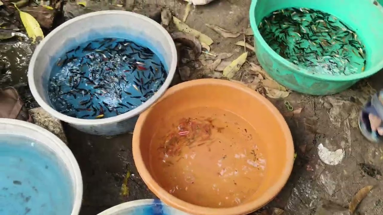 Exploring the Ultimate Pet Market: Fish, Dogs, Birds & Accessories Massive Pet Market Vlog | Beautif