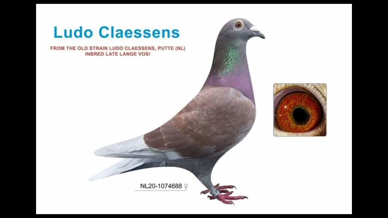 Ludo Claessens  national race from Orléans, one of the most important races in The Netherlands.