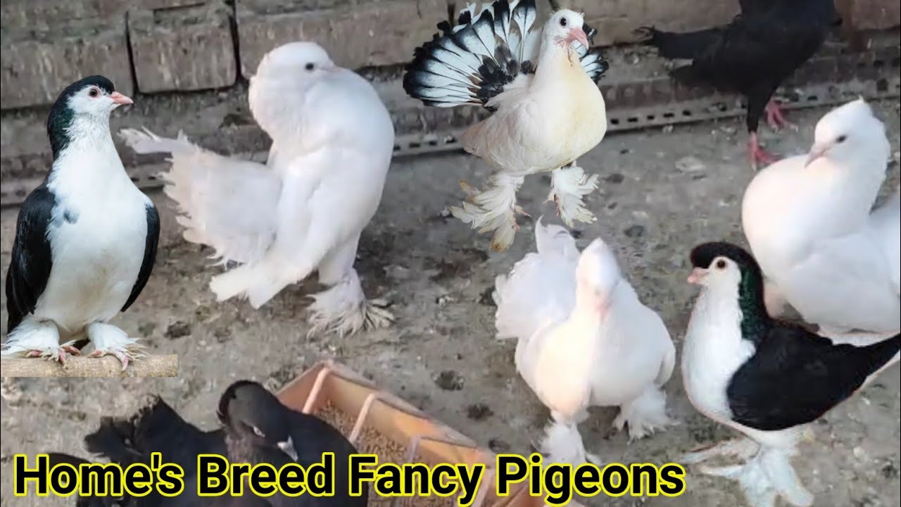 Lahori Shirazi, Fantail Pigeons, Red Mukki || #fancypigeons #pigeon #jiwapetslover ||