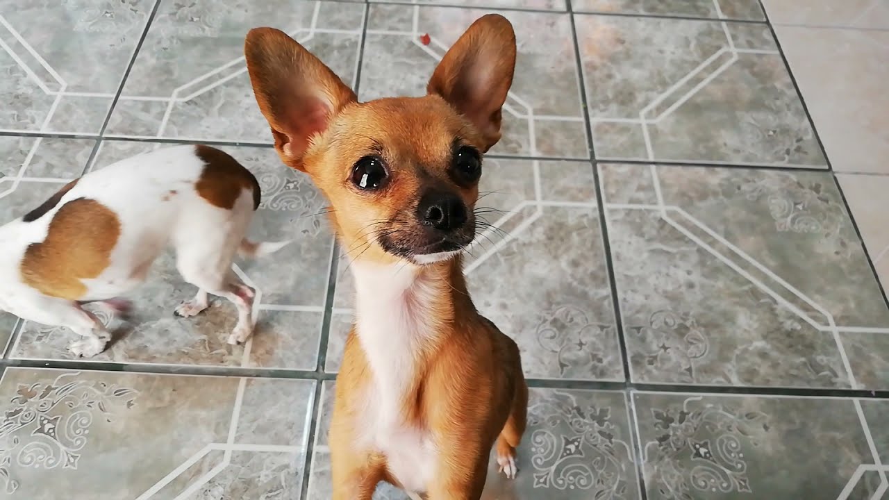 ¿Por qué me mira fijamente mi perro chihuahua? | @AmigoChihuahua