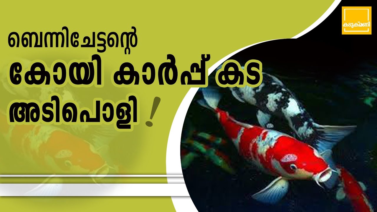 Koi carp malayalam / fish farming malayalam / Japanese koi fish farming in kerala/koi carp fish farm