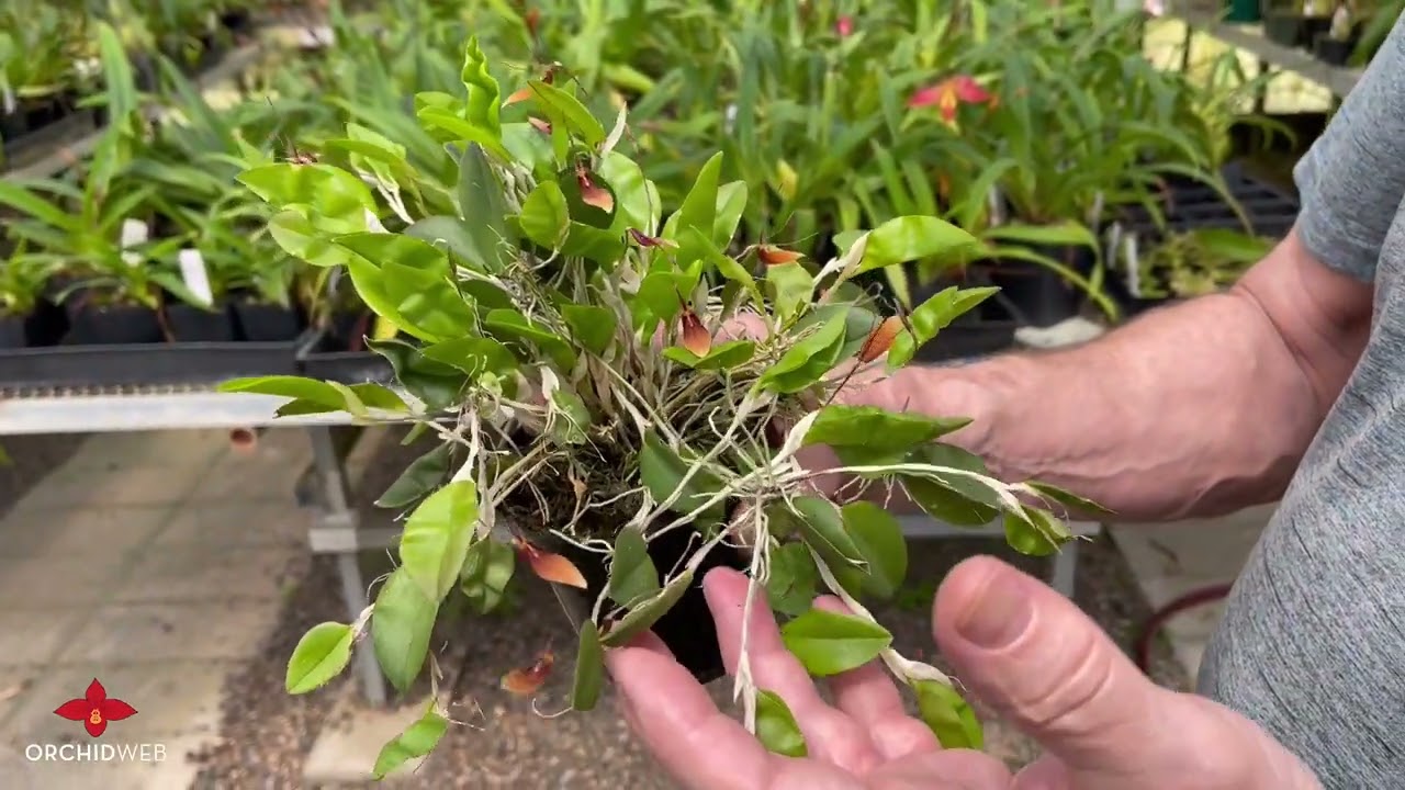 OrchidWeb - Restrepia trichoglossa