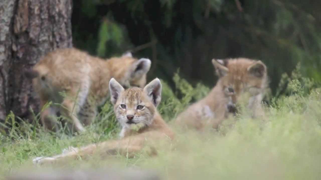 wildlife cats - european LYNX with 4 little cubs - kleine kätzchen - Pentax K5