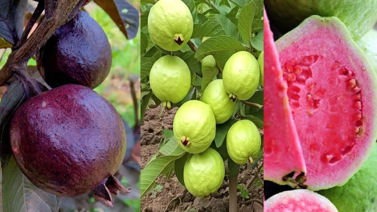 সকল জাতের পেয়ারা চারা নিতে যোগাযোগ করুন 01786864792