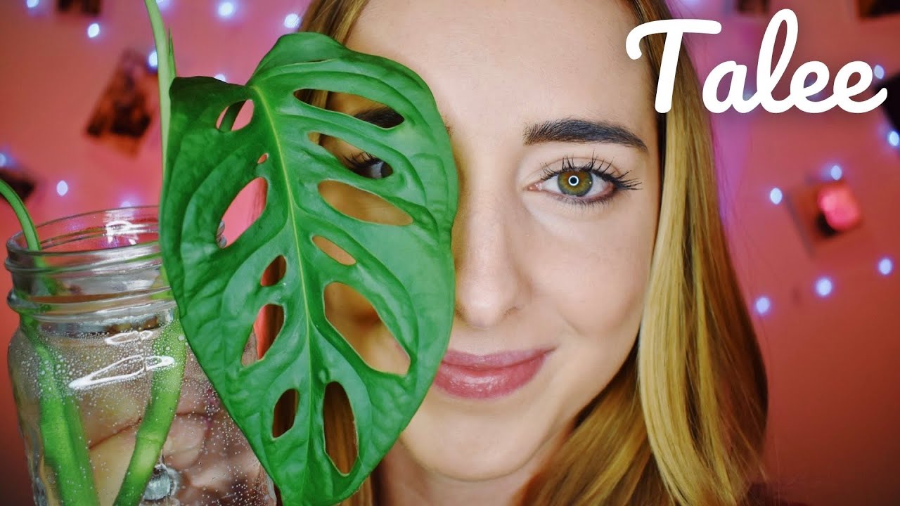 Talee di Monstera Adansonii / Monstera Monkey Mask - TUTORIAL