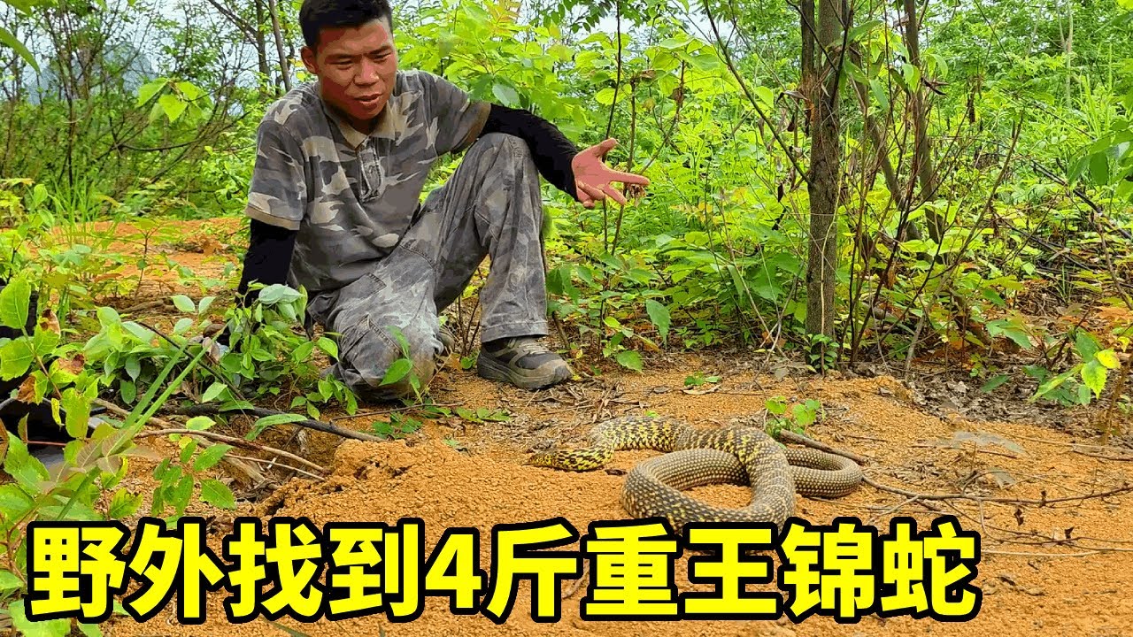 野外找到一条4斤重王锦蛇，凶狠程度堪比眼王，驯服后乖乖听课！【户外蛇哥科普】