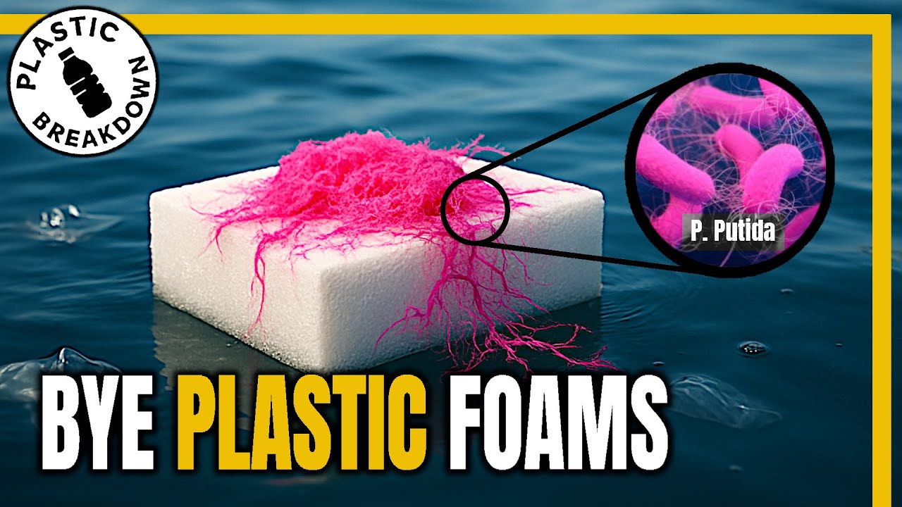 This Microbe Eats Polystyrene… And Polyurethane