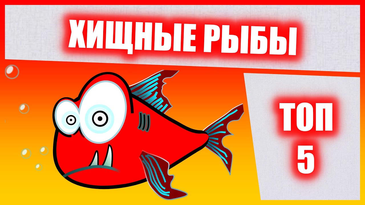 Хищные аквариумные рыбки ТОП 5