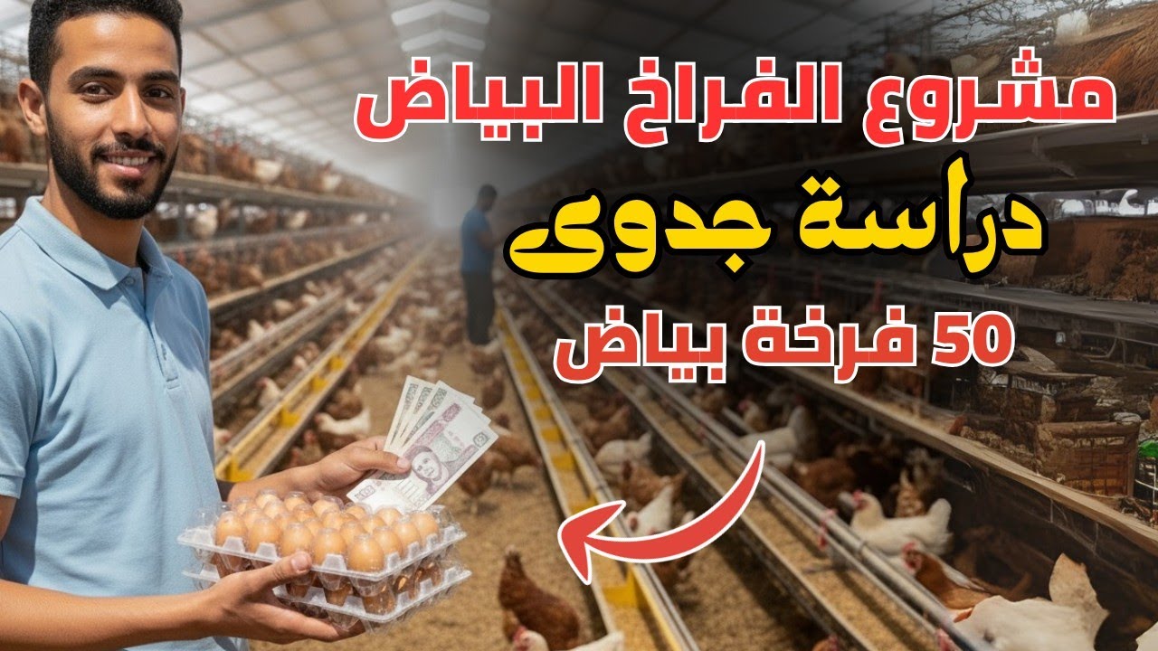 مشروع الفراخ البياض 2025 | دراسة جدوى بالتفصيل + التكاليف والأرباح شهرياً