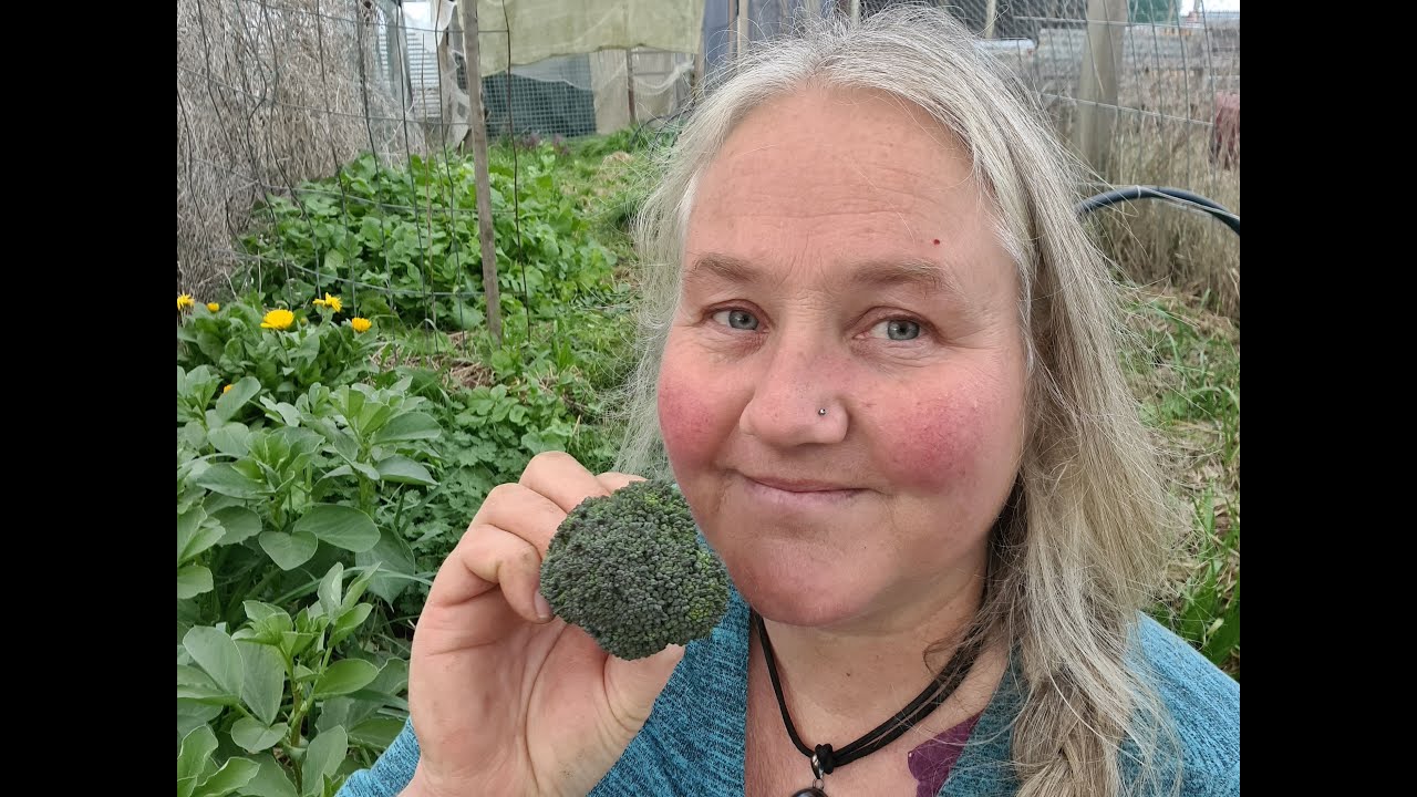 5 Easy Winter Veg that grow themselves!