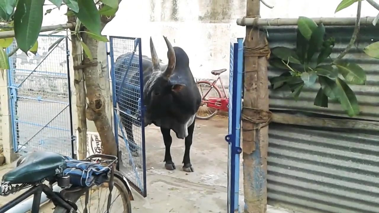 5 அறிவு உள்ள மாட்ட பாருங்கய வீட்டிற்கு வந்து அரிசி சாப்பிட்டு திரும்பி செல்லும் காளை