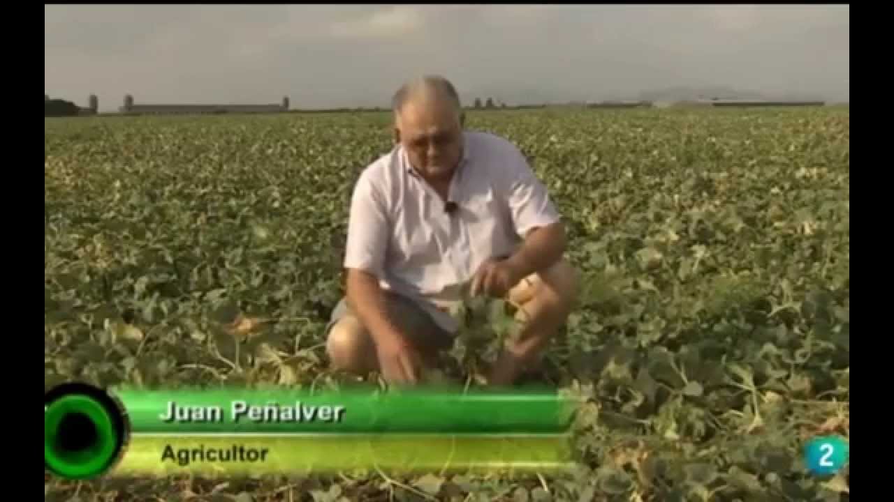 Problema de calor extremo en la cosecha del melón en  2015