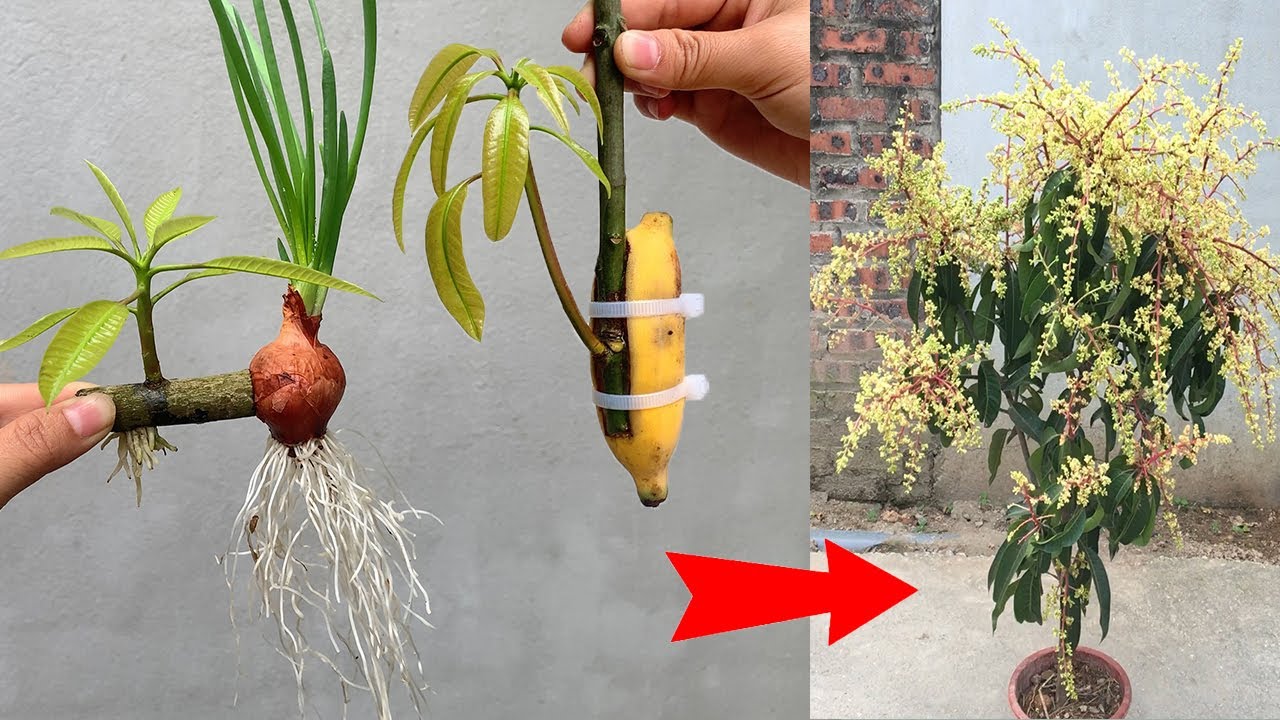 Propagating mango trees with chicken eggs or onions to stimulate and grow strongly