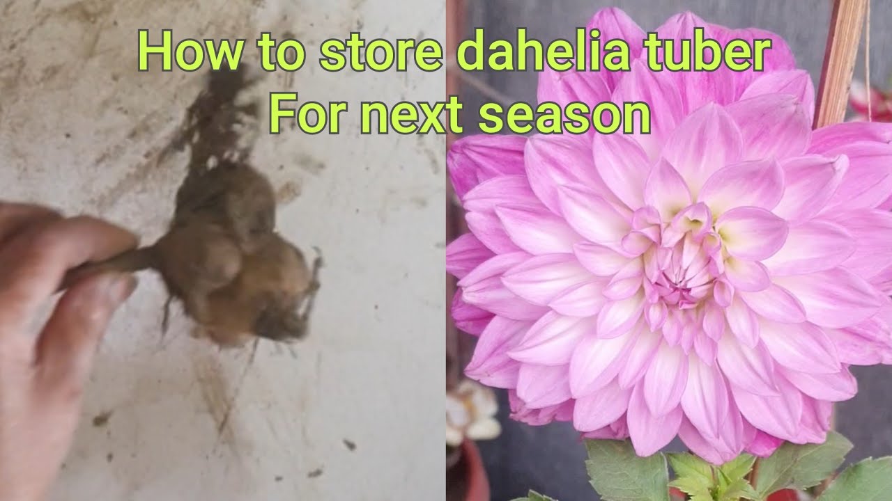 Easy way to store dahlia tuber for next season #dahlia #preservation #tubers #howto #plantcare #bulb