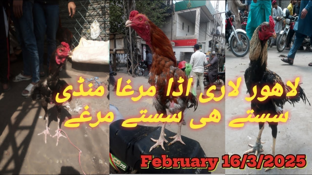 Assel murga mandi | Lahore Lari adda aseel murga mandi 2025| last update | Low rate price in Lahore