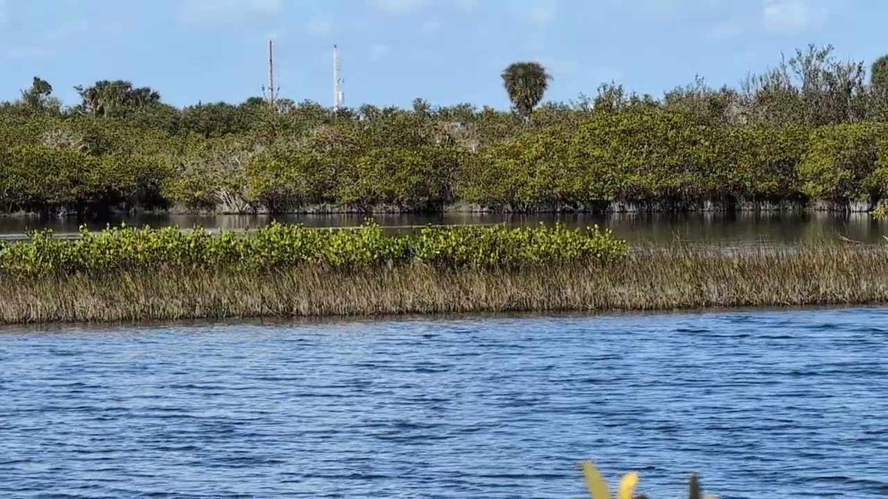 Mangroves & Trees at Gator Creek West in Merritt Island National Wildlife Refuge! Titusville