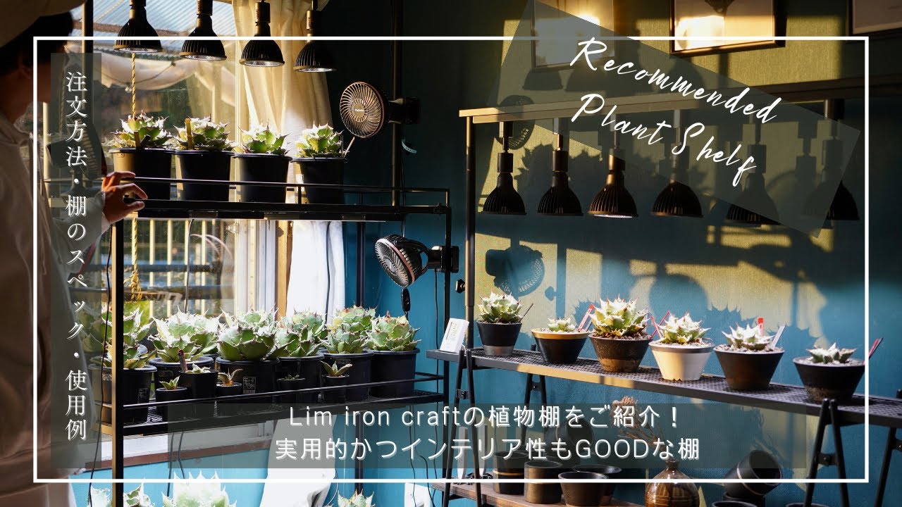 Lim iron craftの植物棚をご紹介！発注方法、棚の詳細、使用感をお伝えします！