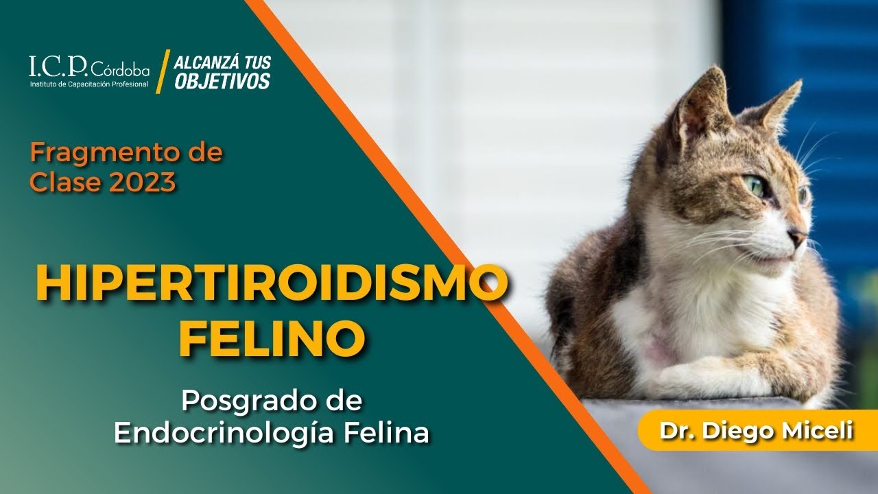 Hipertiroidismo Felino - Posgrado en Endocrinología Felina