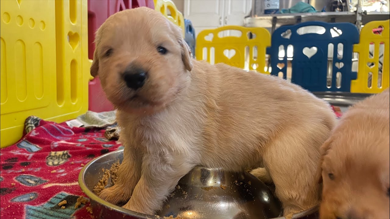 Lunch time LIVE with 3 week old Golden Retriever Puppies!