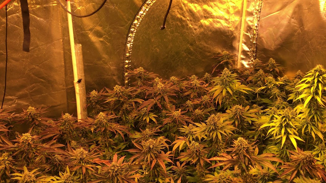 Day 44 flower. Grow weed like a guru. Season 4 video 11
