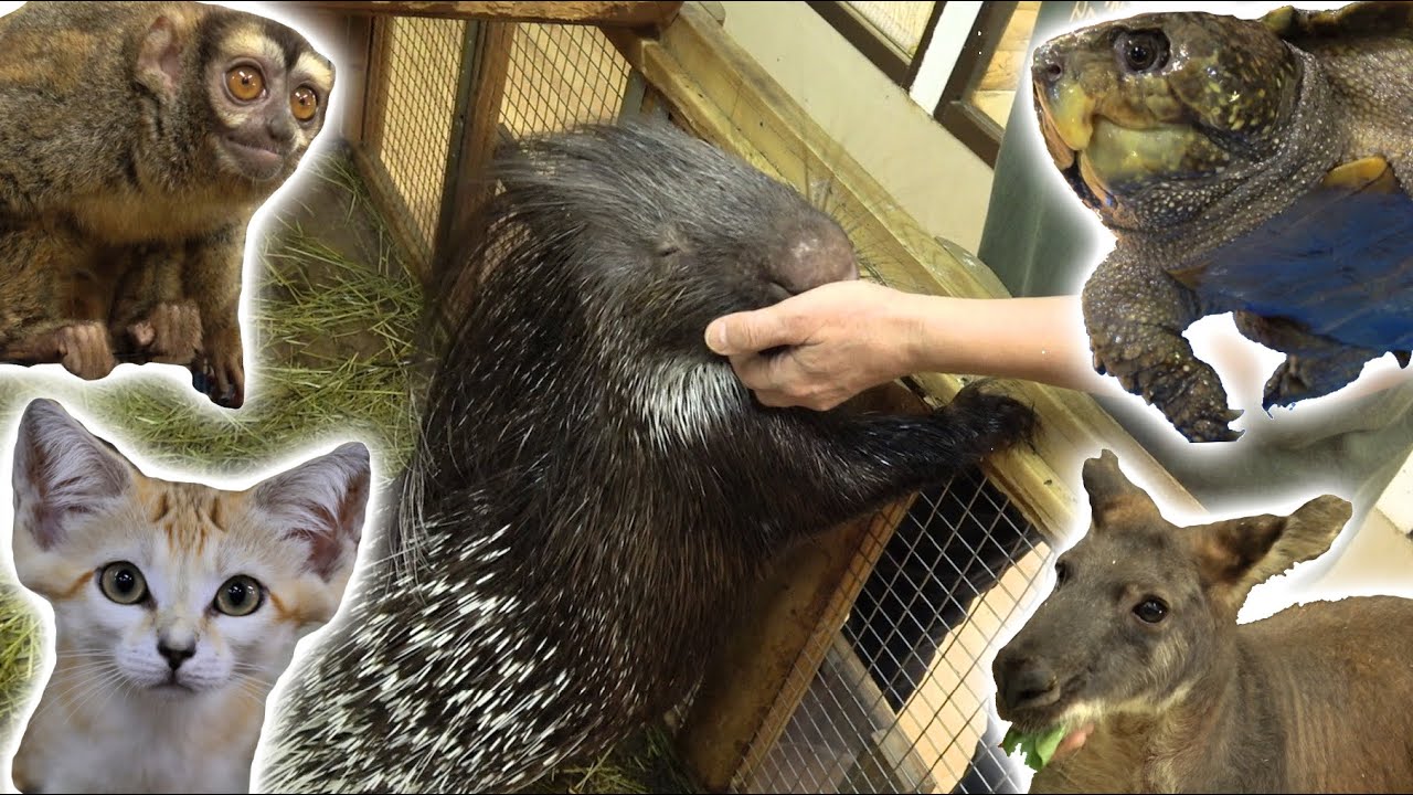 数百種類の珍獣と触れ合える動物プロダクションが楽し過ぎた・・・！