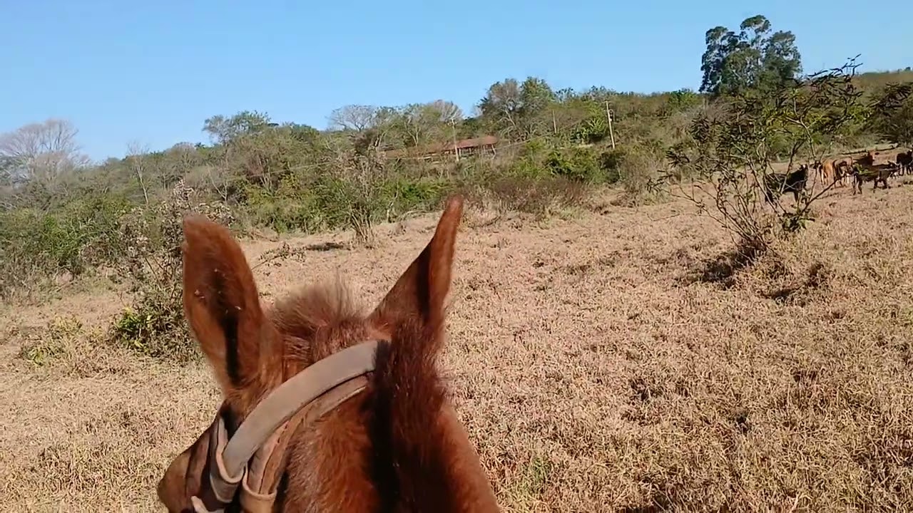 Na lida do gado